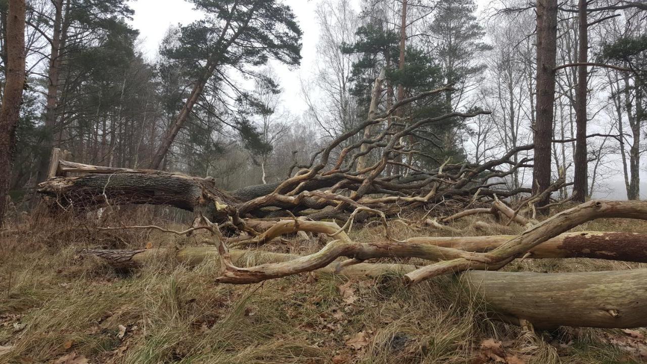 Slowinskie Widoki Domki Flora, Fauna, Noclegi 斯莫尔德兹斯基拉斯 外观 照片