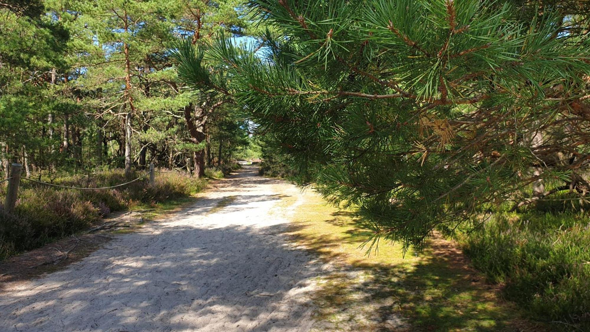 Slowinskie Widoki Domki Flora, Fauna, Noclegi 斯莫尔德兹斯基拉斯 外观 照片